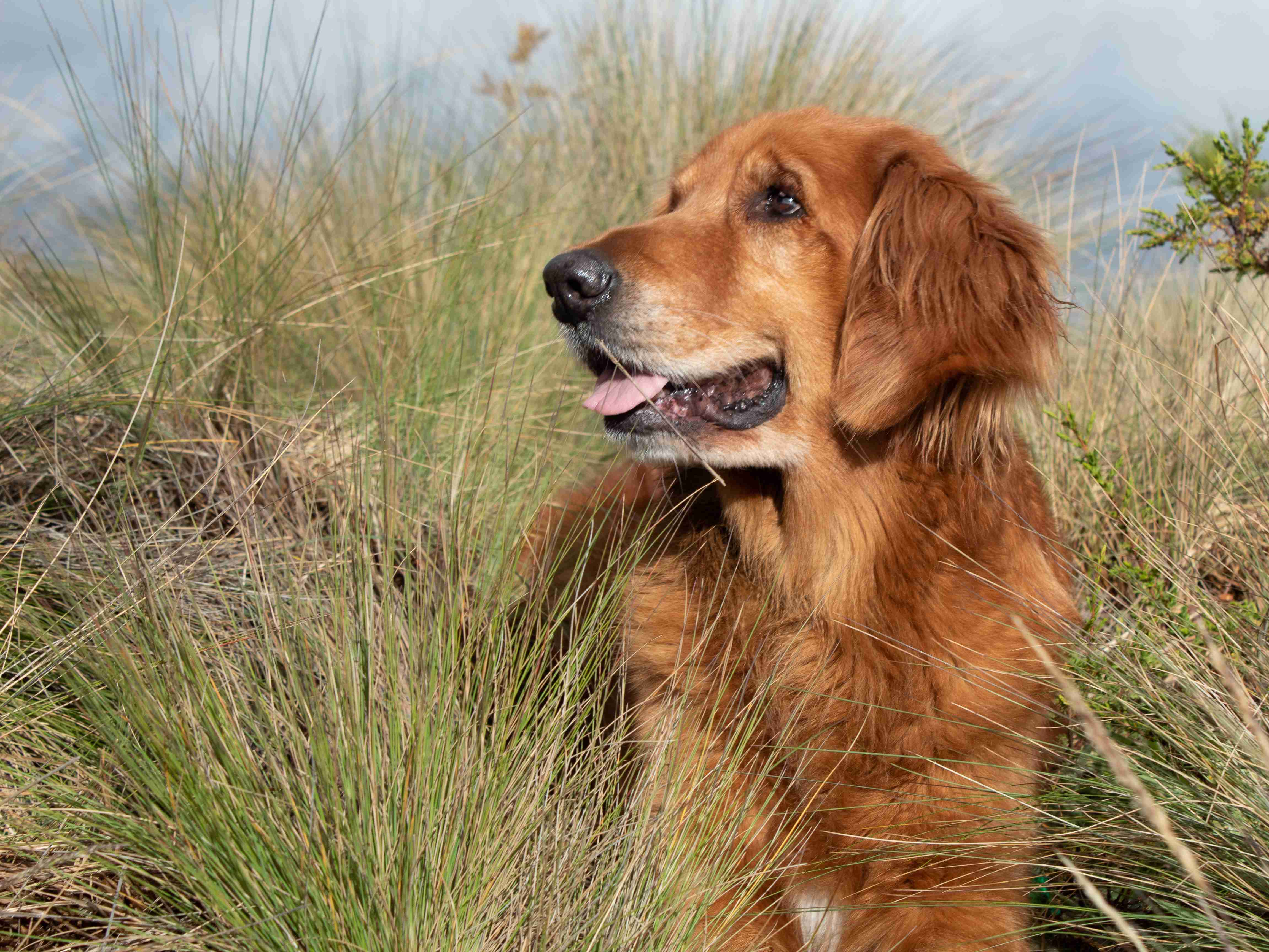 What are some signs of dental problems in Golden Retrievers?